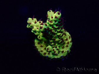 WYSIWYG Acropora 15H9 Maricultura aclimatada LED