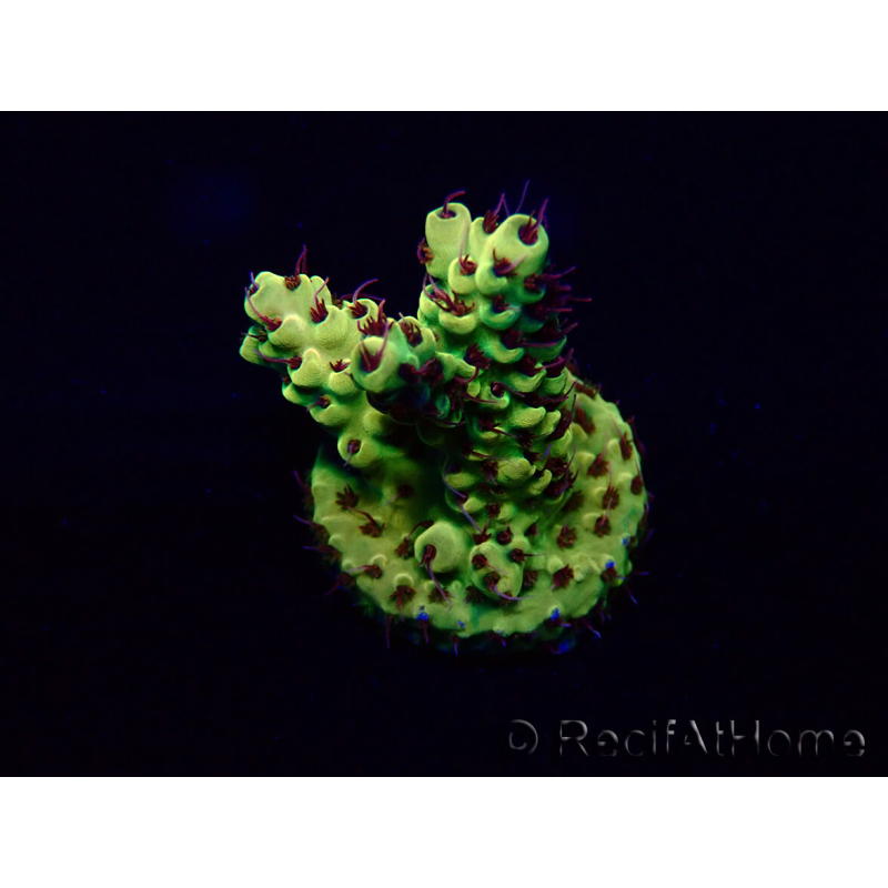 WYSIWYG Acropora 15H9 Mariculture acclimated LED