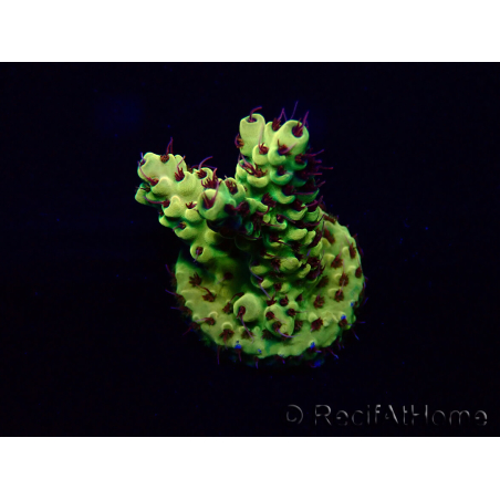 WYSIWYG Acropora Marikultur akklimatisiert LED