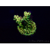 WYSIWYG Acropora Marikultur akklimatisiert LED