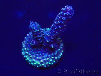 WYSIWYG Acropora 15H10 Maricoltura acclimatata a LED