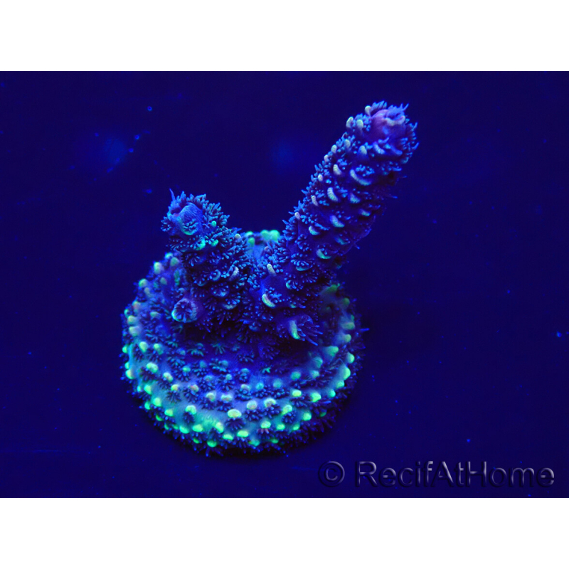 WYSIWYG Acropora 15H10 Maricultura aclimatada LED