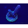 WYSIWYG Acropora 15H10 Maricultuur geacclimatiseerd LED