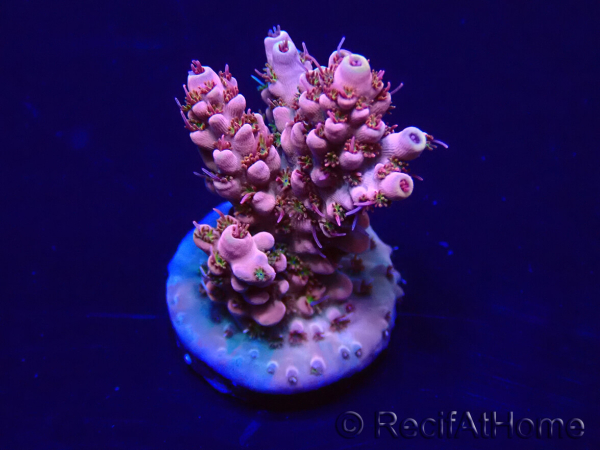 WYSIWYG Acropora 15H12 Mariculture acclimaté led