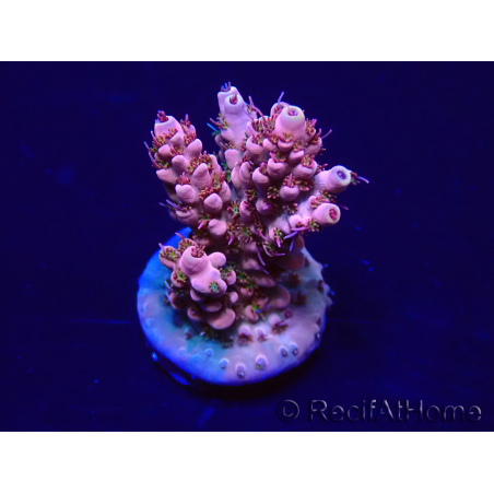 WYSIWYG Acropora 15H12 Mariculture acclimaté led