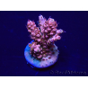 WYSIWYG Acropora 15H12 Mariculture acclimaté led