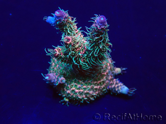 WYSIWYG Acropora millepora Mariculture acclimaté led