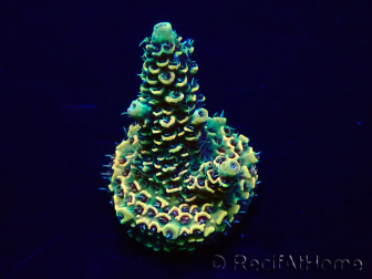 WYSIWYG Acropora Marikultur akklimatisiert LED
