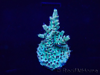 WYSIWYG Acropora 15I4 Maricultura acclimatato LED