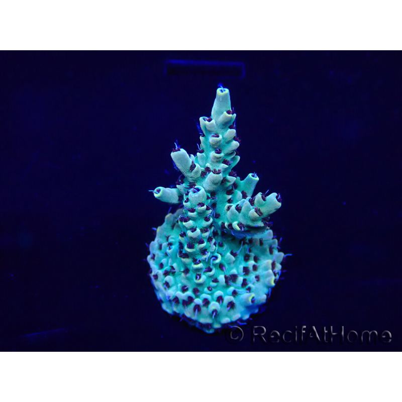 WYSIWYG Acropora 15I4 Maricultura acclimatato LED