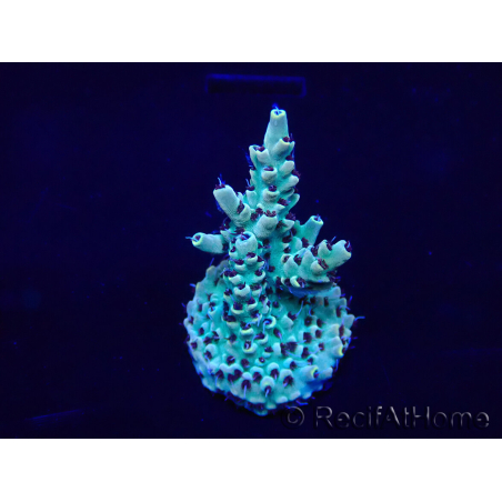 WYSIWYG Acropora 15I4 Mariculture acclimated led