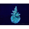 WYSIWYG Acropora 15I4 Maricultura acclimatato LED