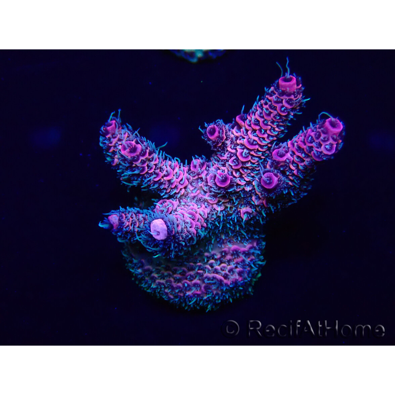 WYSIWYG Acropora Marikultur akklimatisiert LED
