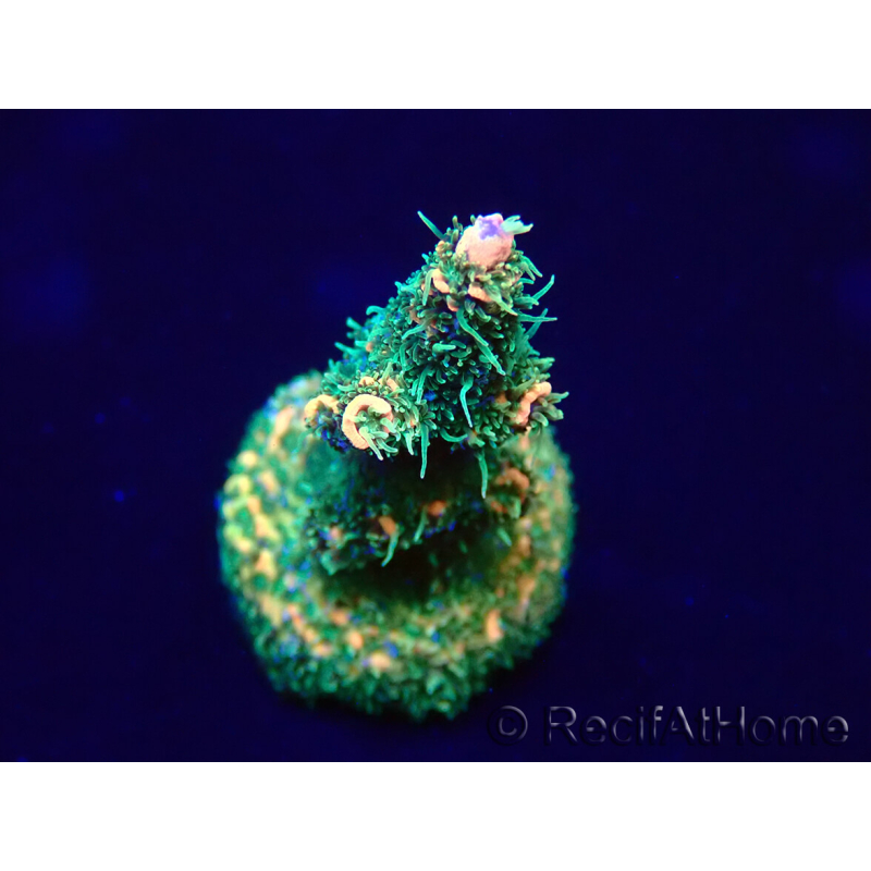 WYSIWYG Acropora millepora Mariculture acclimaté led