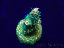 WYSIWYG Acropora Marikultur akklimatisiert LED