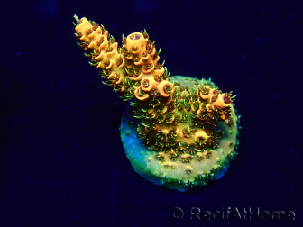 WYSIWYG Acropora Marikultur akklimatisiert LED