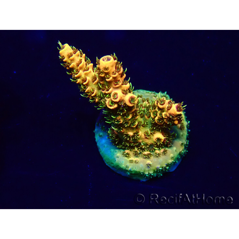 WYSIWYG Acropora 15I7 Maricultura acclimatata a led