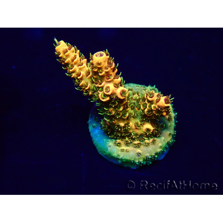 WYSIWYG Acropora Marikultur akklimatisiert LED
