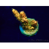 WYSIWYG Acropora 15I7 Mariculture acclimaté led
