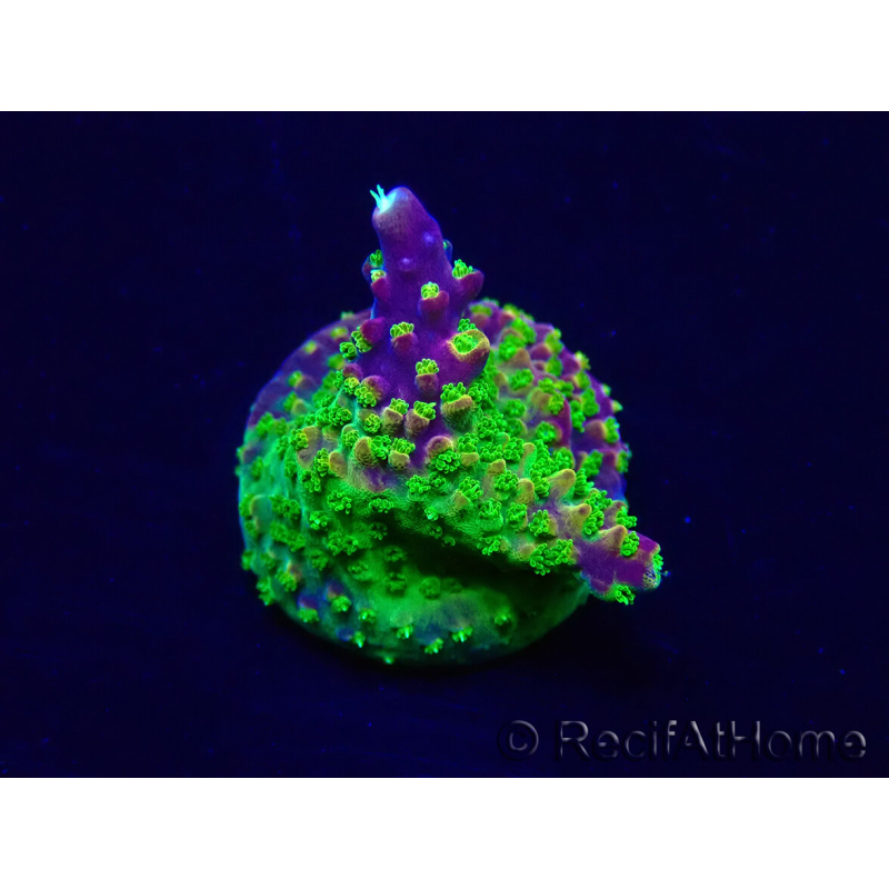 WYSIWYG Acropora 15I8 Mariculture acclimated LED