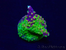 WYSIWYG Acropora 15I8 Maricultuur geacclimatiseerd LED