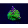 WYSIWYG Acropora Marikultur akklimatisiert LED