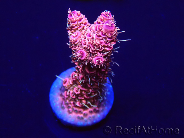 WYSIWYG Acropora millepora Maricoltura acclimatata a LED
