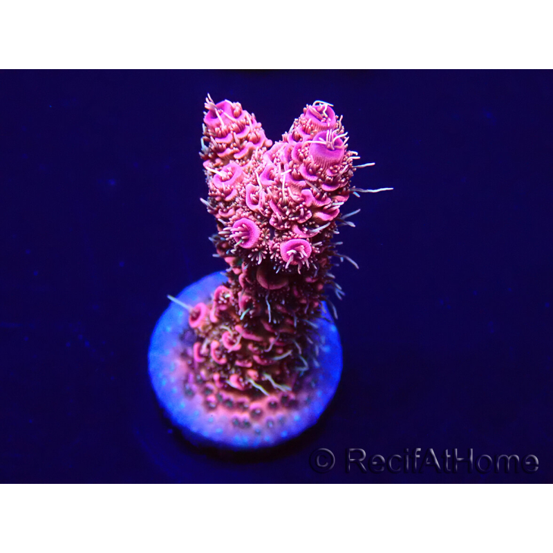 WYSIWYG Acropora millepora Maricultuur geacclimatiseerd LED