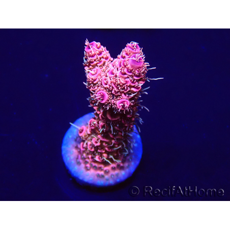 WYSIWYG Acropora millepora Maricultura aclimatada LED