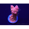 WYSIWYG Acropora millepora Maricultuur geacclimatiseerd LED