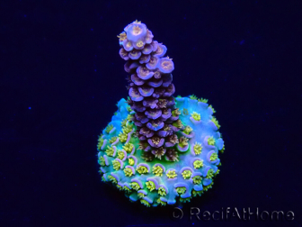 WYSIWYG Acropora Mariculture acclimated LED