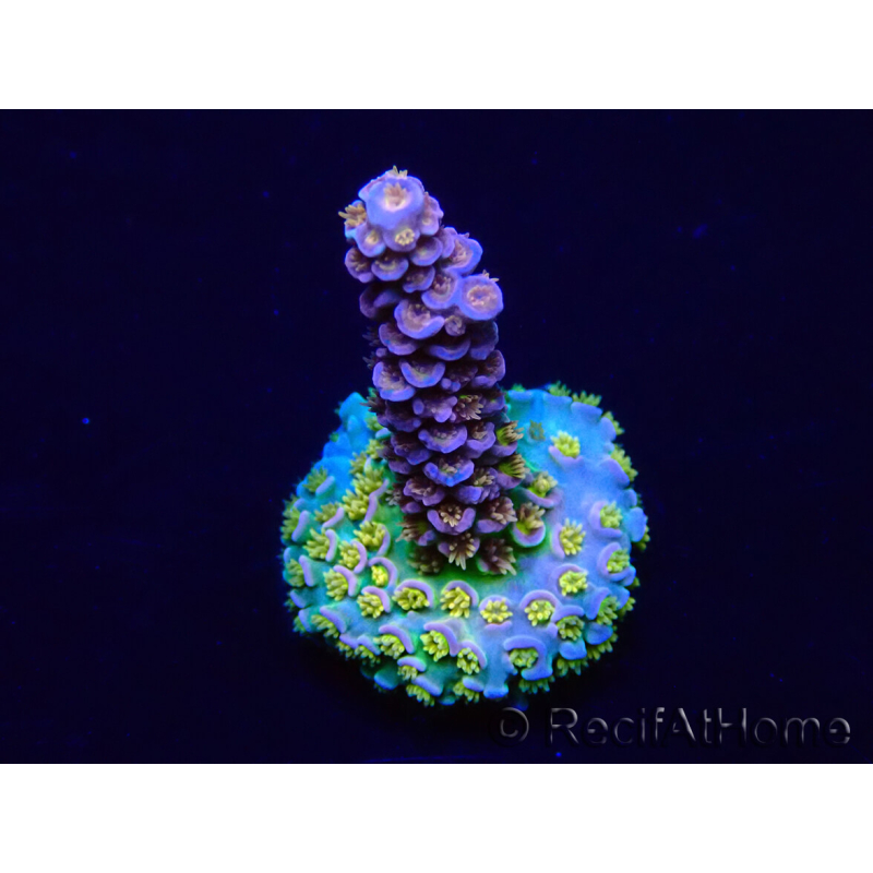 WYSIWYG Acropora Maricultuur geacclimatiseerd LED