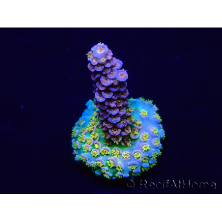 WYSIWYG Acropora Maricoltura acclimatata a LED
