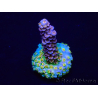 WYSIWYG Acropora Maricoltura acclimatata a LED