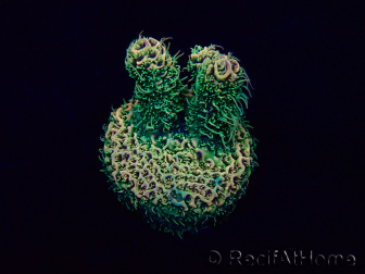 WYSIWYG Acropora 15J1 Mariculture acclimaté led