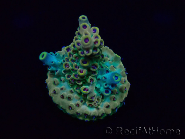 WYSIWYG Acropora Mariculture acclimaté led