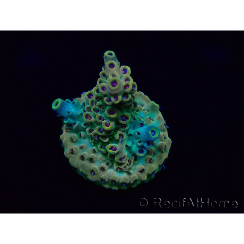 WYSIWYG Acropora Mariculture acclimaté led