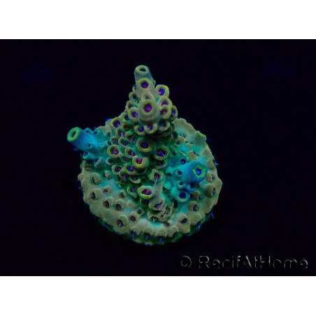 WYSIWYG Acropora Mariculture acclimaté led