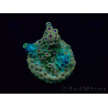 WYSIWYG Acropora Mariculture acclimaté led
