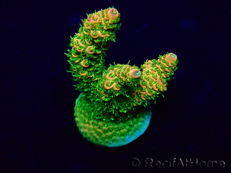 WYSIWYG Acropora 15J5 Mariculture acclimaté led
