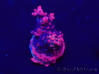 WYSIWYG Acropora Mariculture acclimaté led