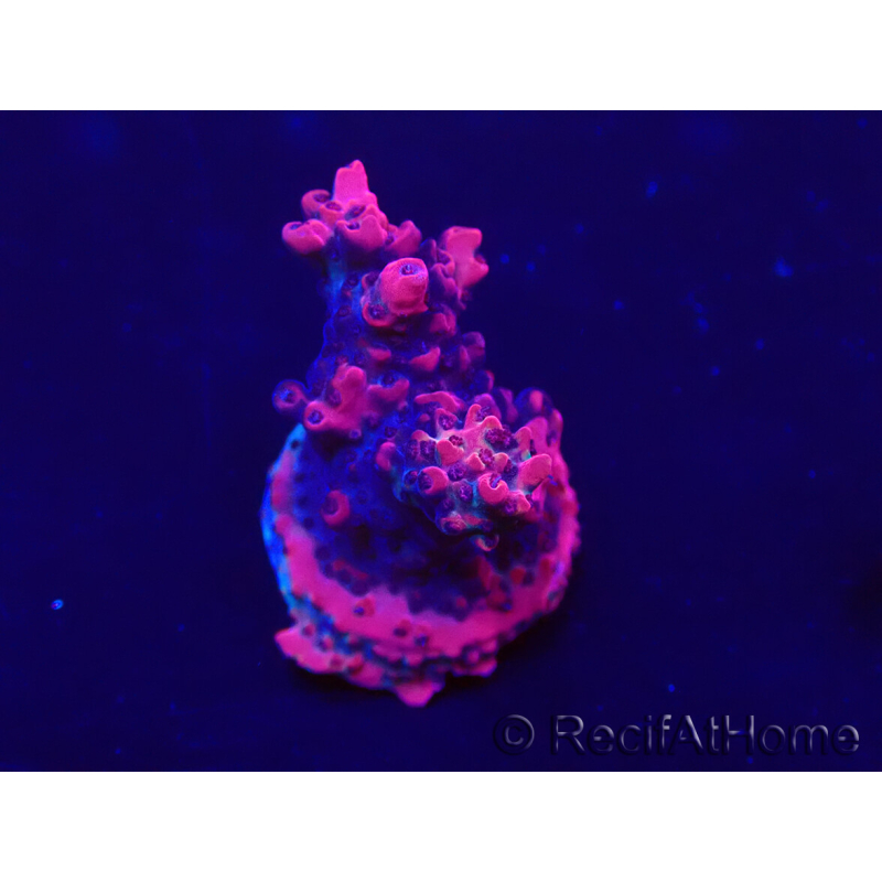 WYSIWYG AcroporaMariculture acclimated LED