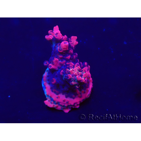 WYSIWYG Acropora Maricoltura acclimatata a LED