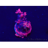 WYSIWYG Acropora Maricoltura acclimatata a LED