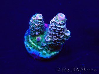 WYSIWYG Acropora tenuis 15K2 Mariculture acclimaté led