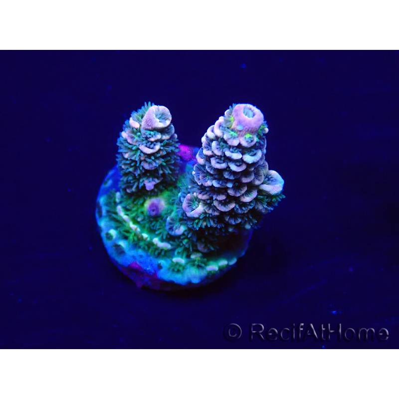 WYSIWYG Acropora tenuis Mariculture acclimaté led