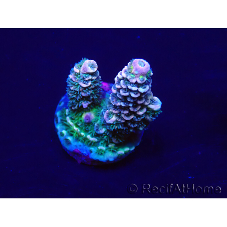 WYSIWYG Acropora tenuis Mariculture acclimaté led