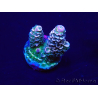 WYSIWYG Acropora tenuis Maricoltura acclimatata led