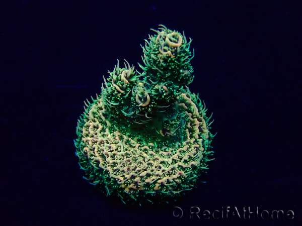 WYSIWYG Acropora acclimaté led