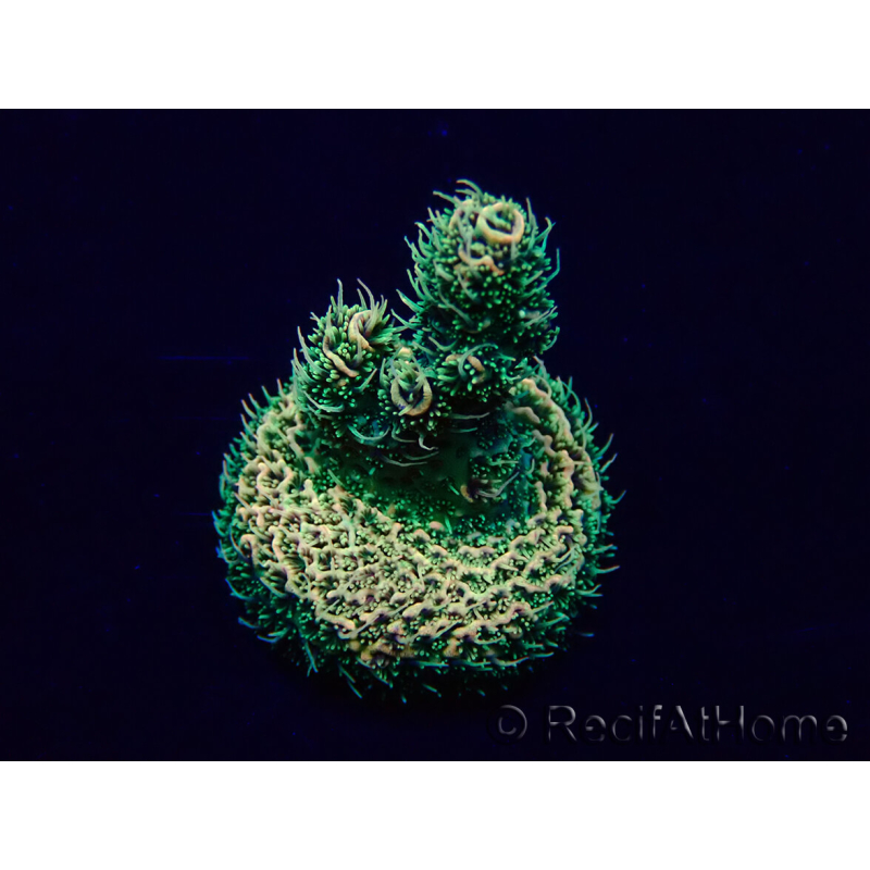 WYSIWYG Acropora acclimaté led